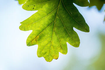 Green oak leaves on a natural blurred background.