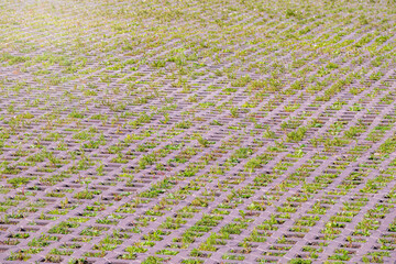 Green grass growing through the cobble stones, outdoor garden flooring background photo texture