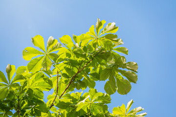 Green chestnut leaves against the blue sky.