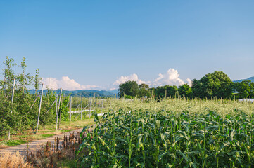初夏の山形村のとうもろこし畑