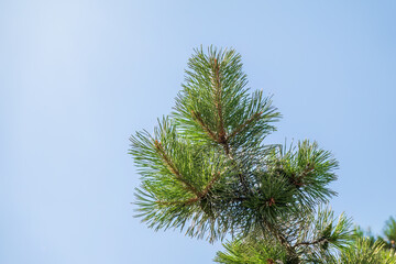 Green pine tree with long needles on a background of blue sky. Freshness, nature, concept.