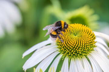 A closeup shot of a bee collecting pollen on a white echinacea flower