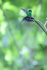 The black-billed streamertail (Trochilus scitulus) is a species of hummingbird in the 