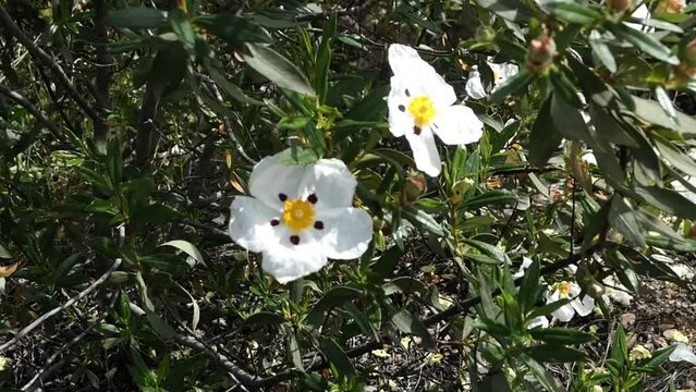 Cistus bush with white flowers fully open