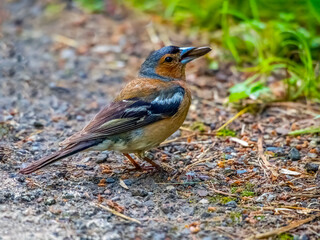 Chaffinch sitting on a ground with a large seed into its mouth. Close-up