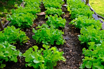 Organic green oak lettuce growing on a natural farm.