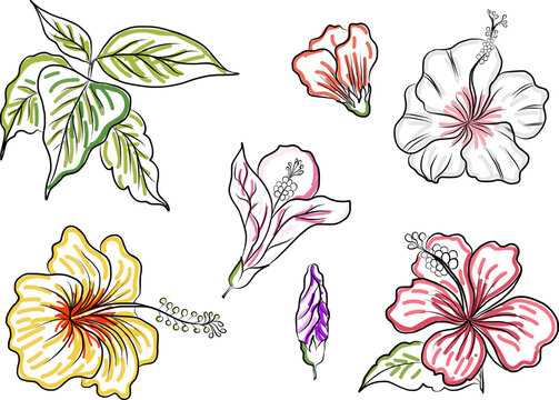 Japanese Iris flower set.hand drawn and painting iris flower.Hibiscus flower vector set on background.