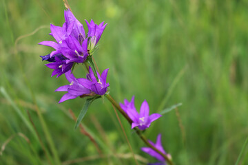 Campanula trachelium plant with purple flowers in Italy. Wild flower also called Nettle leaved Bellflower  