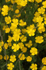 Yellow buttercup flowers in the meadow. Ranunculus repens in the italian countryside