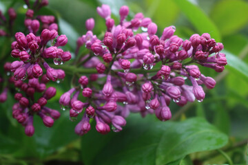 Close-up of Lilac flowers with raindrops on branches on springtime. Syringa vulgaris in bloom 