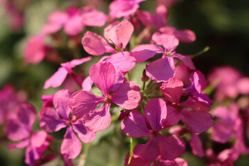 Close-up of pink flowers of Lunaria annua plant on a sunny day. Also called Silver dollar, Dollar plant, moonwort or Honesty 