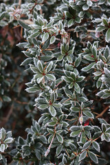 Close-up of Warty barberry bush covered bry frost on winter season. Berberis verruculosa in the garden