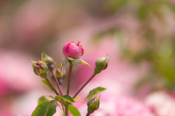 Red rose buds with pink blurry background