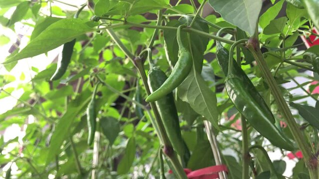 Korean spicy green pepper cheongyang pepper