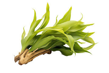 Obraz premium Staghorn Ctenella , on transparent background (PNG). Generative AI.