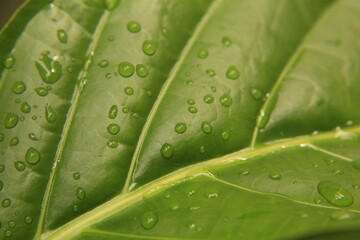Hoja verde