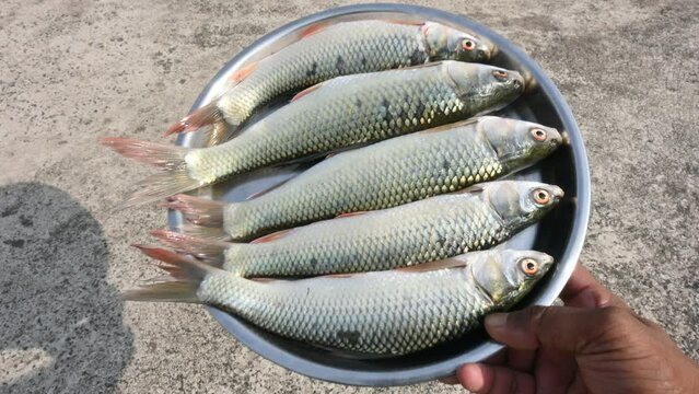 Rohu fish. It is a species of fish of the carp family. its other names rui fish, roho labeo, Labeo rohita.Its found in rivers in South Asia. It is a large omnivore and extensively used in aquaculture.