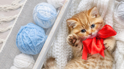 Small cute striped kitten lies in a basket with balls of yarn. Banner, blank for an advertising layout with a place for writing, screen saver - 620402328