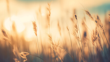 Wild grass in the forest at sunset. Macro image, shallow depth of field. Abstract summer nature background. Vintage filter