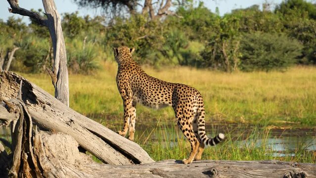cheetah observing surrounding on log