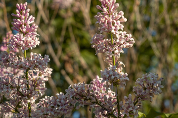 Branches with lilac flowers. Pink lilac flowers. Spring background.
