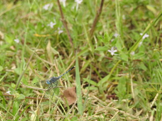 Dragon fly resting on plant leaves