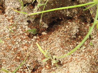 Tiny red fire Ants on soil floor