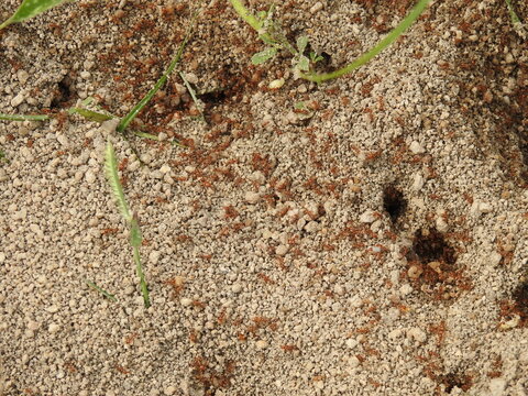 Tiny red fire Ants on soil floor