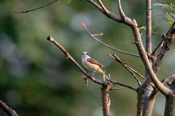 Female Burmese Shrike.  Its natural habitats are subtropical or tropical moist lowland forest and subtropical or tropical moist montane forest. - 620412374