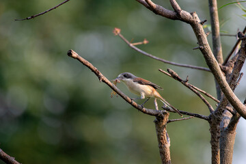 Female Burmese Shrike.  Its natural habitats are subtropical or tropical moist lowland forest and subtropical or tropical moist montane forest. - 620412377