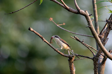 Female Burmese Shrike.  Its natural habitats are subtropical or tropical moist lowland forest and subtropical or tropical moist montane forest. - 620412391