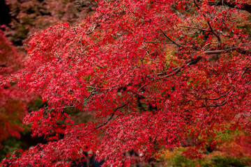 Background of Beautiful autumn leaves in Kyoto, JAPAN - 620413101