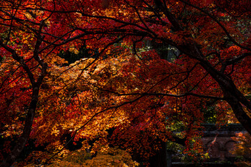 Background of Beautiful autumn leaves in Kyoto, JAPAN - 620413151