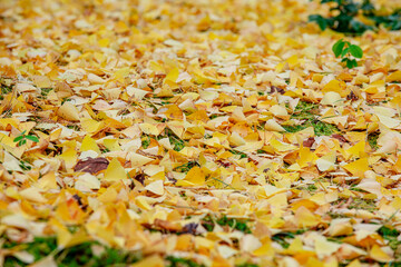 Golden Glow: Vibrant Ginkgo Leaves Paint the Autumn Floor in a Spectacular Display of Nature's Beauty - 620413182
