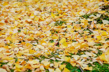 Golden Glow: Vibrant Ginkgo Leaves Paint the Autumn Floor in a Spectacular Display of Nature's Beauty - 620413190