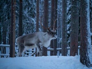 Laponie, Rovaniémi Finlande