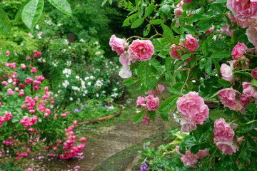 雨に打たれたピンクの薔薇の遊歩道