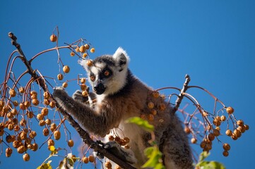 Anja parc, Madagascar 