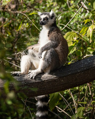 Anja parc, Madagascar 