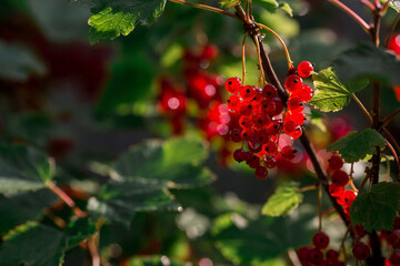 Red currant on a bush branch in the garden at dawn. The glow from the sun. Garden useful summer berry. The concept of healthy eating. Vitamins and diet.