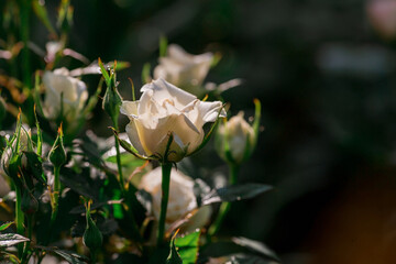 Beautiful delicate pastel roses with dew at dawn. Beautiful sunlight. The background image is green...