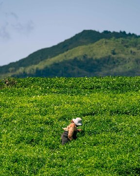 Le domaine Bois Cheri, &Icirc;le Maurice