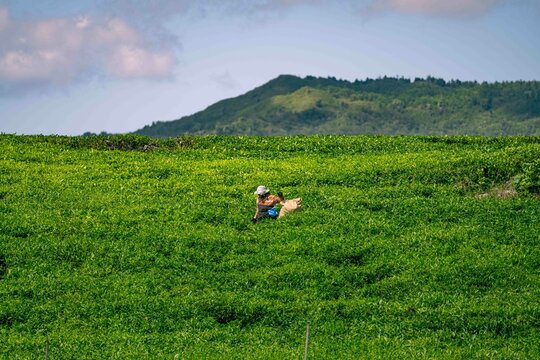 Le domaine Bois Cheri, &Icirc;le Maurice