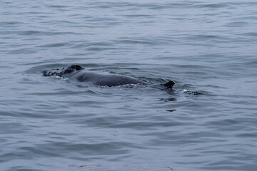 Fototapeta premium Blow hole and dorsal fin of a surfacing whale, in Walvis Bay, Namibia.