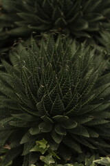 Naklejka na ściany i meble close up of green fern