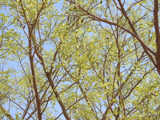 Pongam oiltree, Millettia pinnata leaves, also known as Pongamia pinnata and commanly in india known as Indian beech