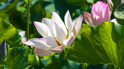 Obraz premium close-up of a lotus flowers with green leaf