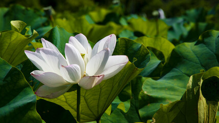 Fototapeta premium close-up of a lotus flowers with green leaf