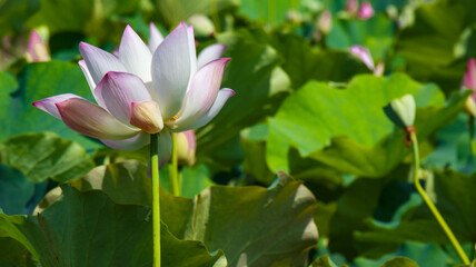 close-up of a lotus flowers with green leaf