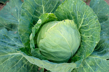 Fototapeta premium Head of white cabbage growing in vegetable garden, close-up. Organic gardening.